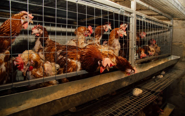 istock Chickens are in cages, chickens are in cages 1307634805