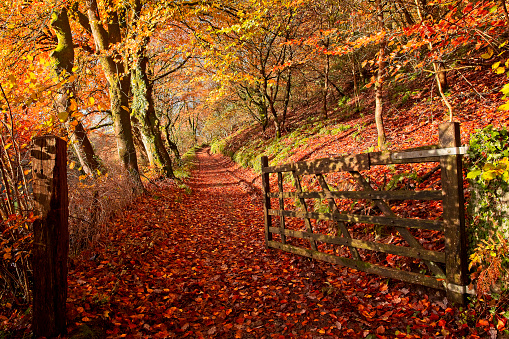 Autumn colours in the Gwaun Valley Pembrokeshire