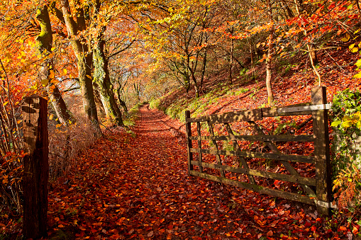 Autumn In The Gwaun Valley Stock Photo - Download Image Now - Autumn, Landscape - Scenery, Pembrokeshire - iStock Autumn In The Gwaun Valley Stock Photo - Download Image Now - Autumn, Landscape - Scenery, Pembrokeshire - iStock