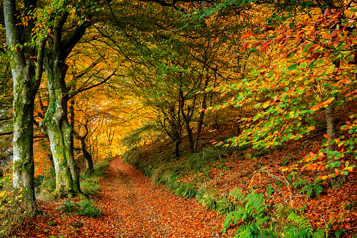 Autumn colours in the Gwaun Valley Pembrokeshire