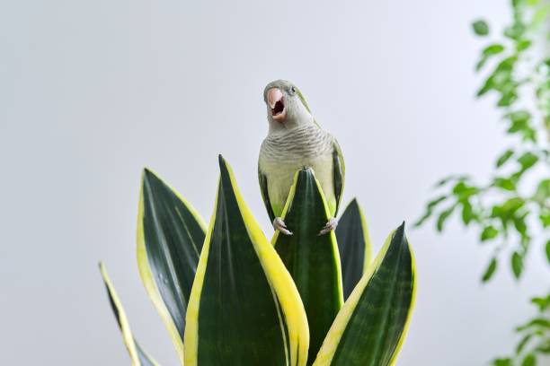 Green parrot quaker monk sitting on sansevieria houseplant Green parrot quaker monk sitting on a sansevieria houseplant. Cheerful curious pet, gray wall background, copy space sanseveria trifasciata stock pictures, royalty-free photos & images