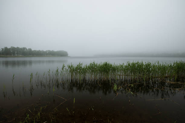 istock Lake in fog 1307636528