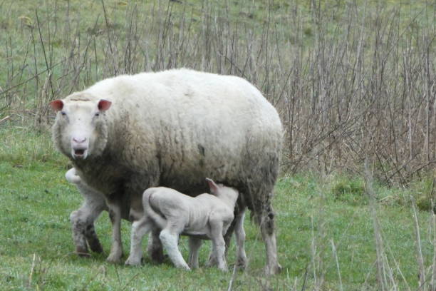 istock lambs suckling their mother 1307636657
