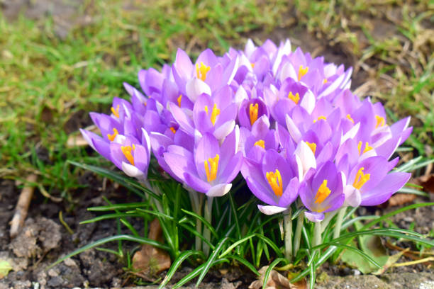 Beautiful purple Crocus flowers in the sunshine day   with green grasses blurred background in garden. Beautiful purple crocus flowers in sunshine day with green grasses blurred background in garden. Spring flowers in UK.  Flower buds. crocus tommasinianus stock pictures, royalty-free photos & images