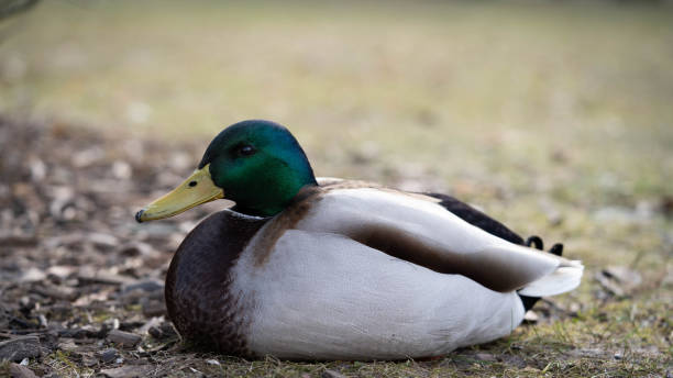 istock handsome drake resting on the lawn on park 1307637306