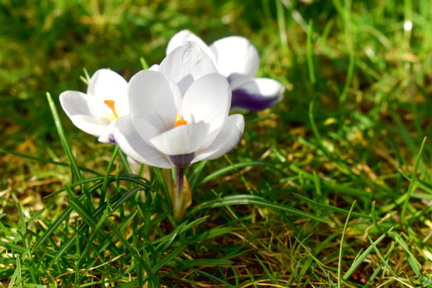istock Beautiful white crocus flowers on green grasses blurred background. 1307637356