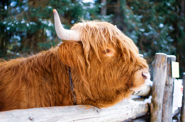 istock Scottish cow on the farm 1307640206