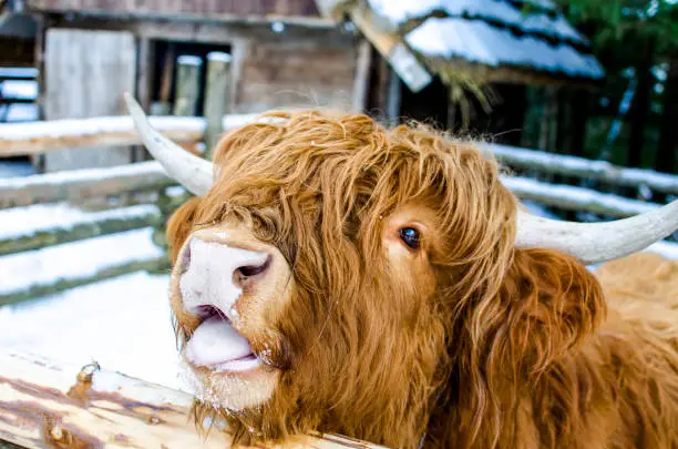 Photo of Young highland cattle showing tongue