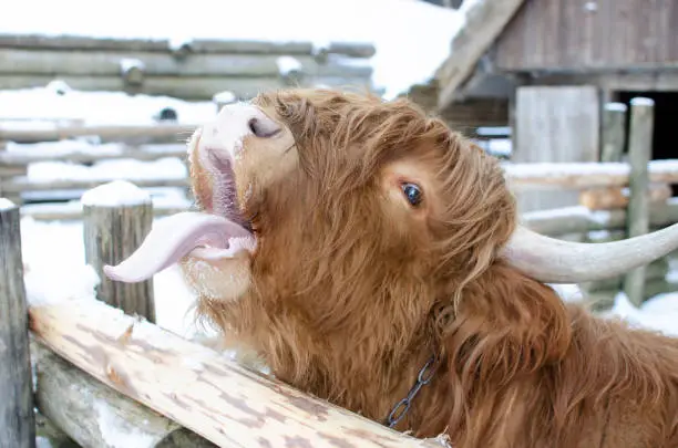 Photo of Funny scottish cow showing tongue