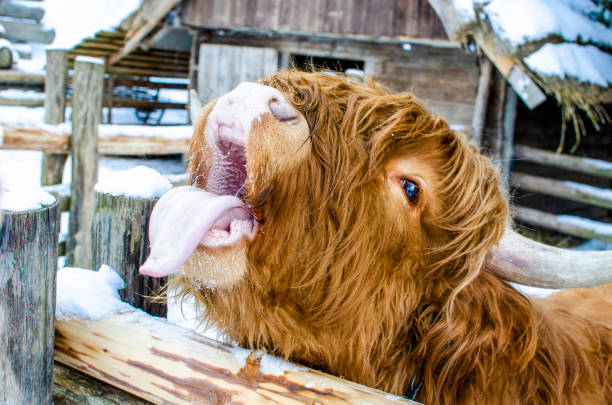 istock Cute scottish cow showing tongue 1307640215