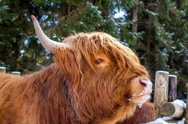 Photo of Portrait of big highland cattle