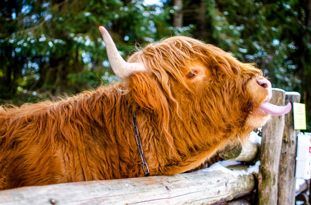 istock Funny scottish cow showing tongue 1307640236