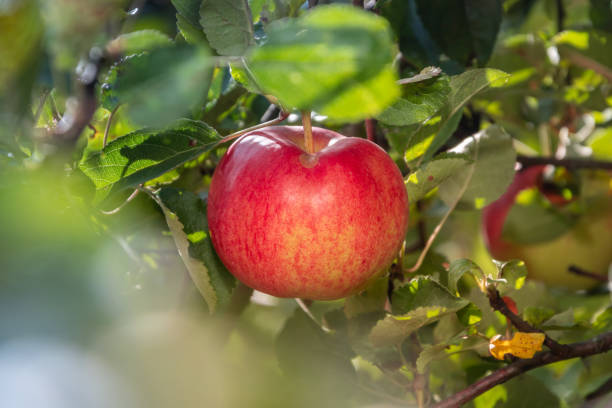 istock A ripe red apple on the branch of an apple tree 1307641437