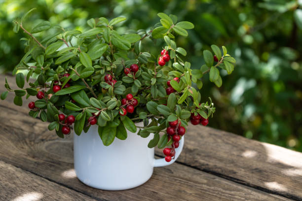 Cranberry branches with ripe berries Cranberry branches with ripe berries in a white mug on a wooden table in the garden. cowberry stock pictures, royalty-free photos & images