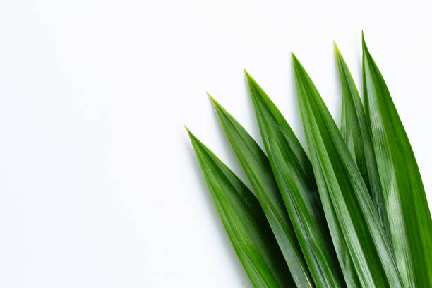 istock Fresh green pandan leaves on white background. 1307642284