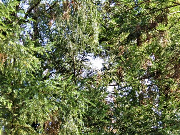 istock Japan. March. Japanese forest in springtime. 1307642305