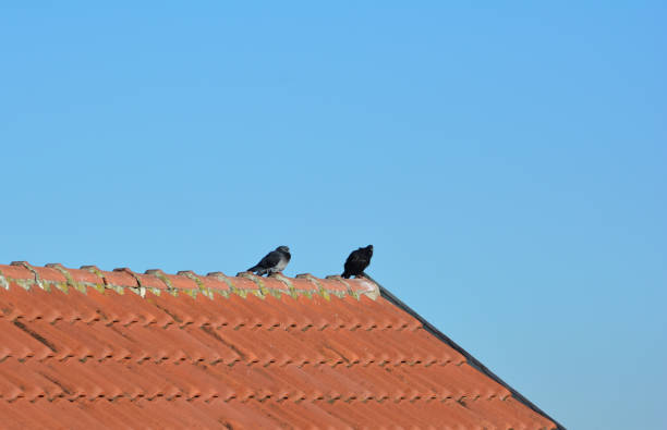 istock pair of feral pigeons 1307642490