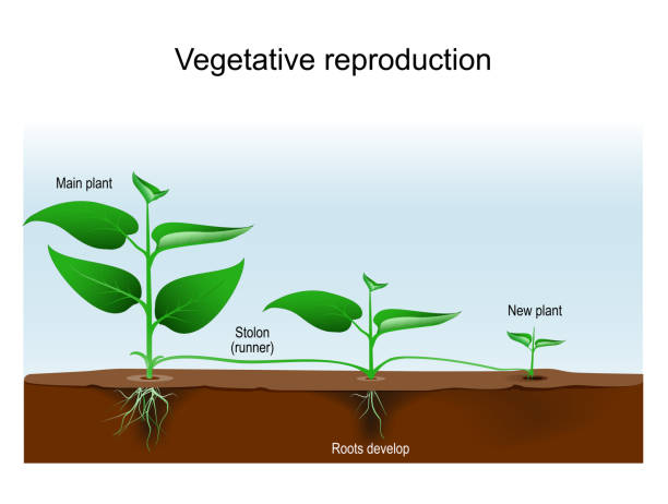 illustrazioni stock, clip art, cartoni animati e icone di tendenza di riproduzione vegetativa. propagazione delle piante o moltiplicazione vegetativa. - asexual reproduction