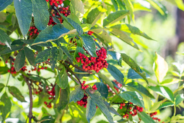 Elderberry Red (Sambucus racemosa) shrub with berries and green leaves in the garden in summer Elderberry Red (Sambucus racemosa) shrub with berries and green leaves in the garden in summer. sambucus racemosa stock pictures, royalty-free photos & images