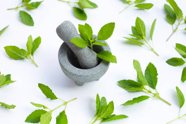 istock Holy basil leaves in rock mortar with pestle on white. 1307643413