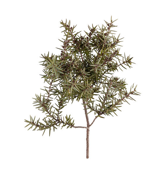 Juniper branch (Juniperus oxycedrus) Juniper branch (Juniperus oxycedrus) on white background juniperus oxycedrus stock pictures, royalty-free photos & images