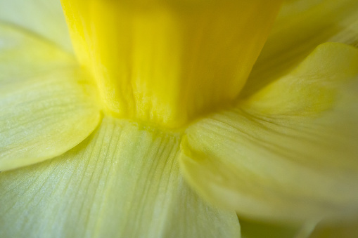 Macro top view detail of the petals and lower part of the trumpet-shaped corona of a single yellow flower of a Narcissus plant with shallow DOF, the texture on the petals is clearly visible