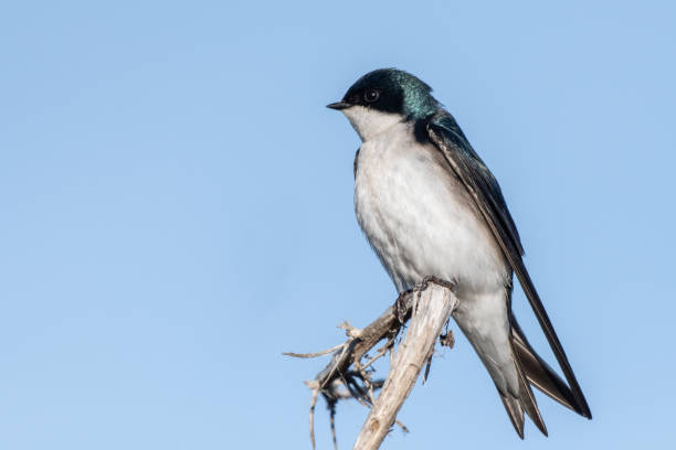 istock Feathered friends taking life one day at a time. 1307649158