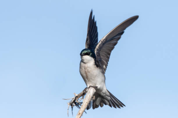 istock Feathered friends taking life one day at a time. 1307649160