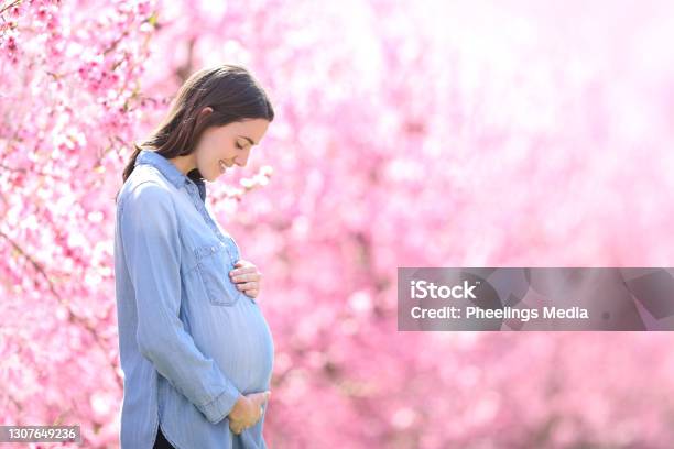 Pregnant Woman Looking At Belly In A Pink Flowered Field Stock Photo - Download Image Now