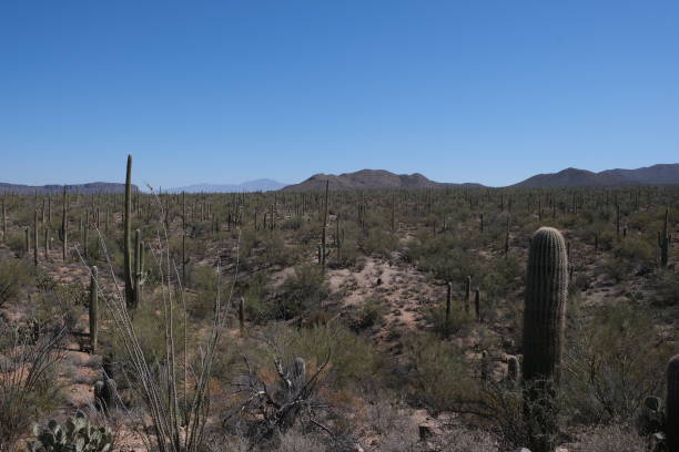 istock Saguaro National Park, Tuscon, AZ 1307651111