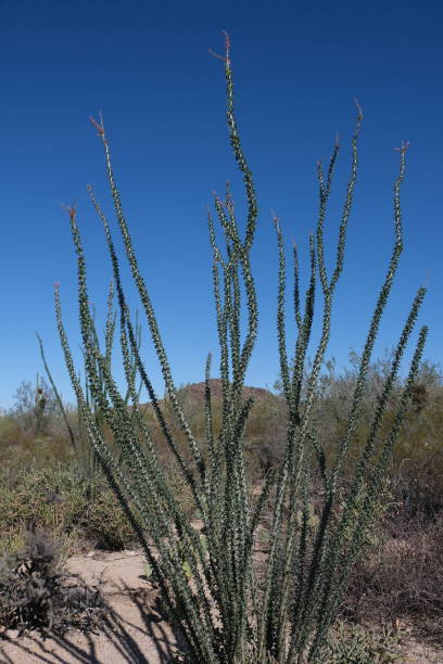 istock Saguaro National Park, Tuscon, AZ 1307651120