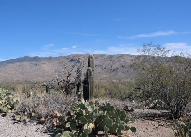 istock Saguaro National Park, Tuscon, AZ 1307651136
