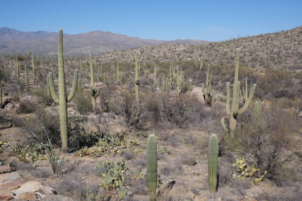istock Saguaro National Park, Tuscon, AZ 1307651228