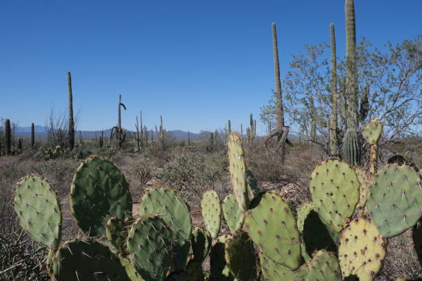 istock Saguaro National Park, Tuscon, AZ 1307651253