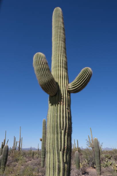 istock Saguaro National Park, Tuscon, AZ 1307651274