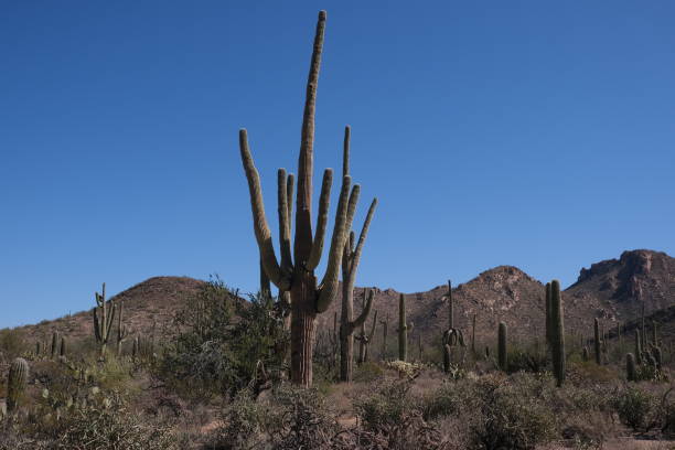 istock Saguaro National Park, Tuscon, AZ 1307651297