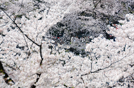 Cherry blossoms blooming in Tokyo. It has become a famous tourist spot as a cherry blossom viewing spot