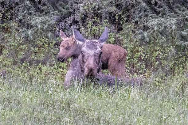 Moose cow lying down with baby moose calf standing over her. This photo was made in Yellowstone National Park, Wyoming USA in the northeast area of the park. Nearest city is Cooke City, Montana.
