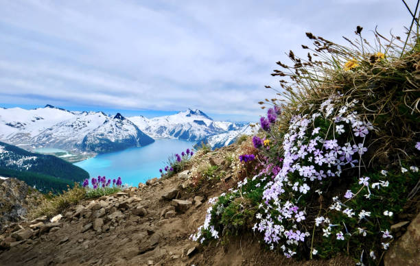 Wildflowers on ridge above turquoise lake snowcapped mountains. Garibaldi Lake from Panorama Ridge. Whistler. British Columbia. Canada garibaldi park stock pictures, royalty-free photos & images