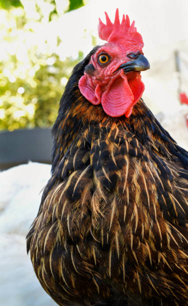 istock Laying hen or chicken 1307654086