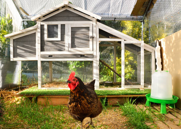 istock hen house or chicken coop 1307654417