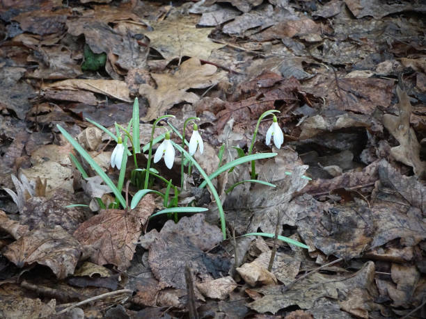 gouttes de neige printanières blanches parmi les feuilles de l’année dernière, - flower snow winter close up photos et images de collection