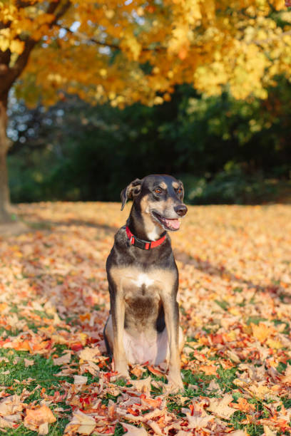 lustige niedliche hündin sitzt auf einem boden im park zwischen herbst fallen gelb rote blätter. entzückende haustier hund tier im freien. - animal sitting brown dog stock-fotos und bilder