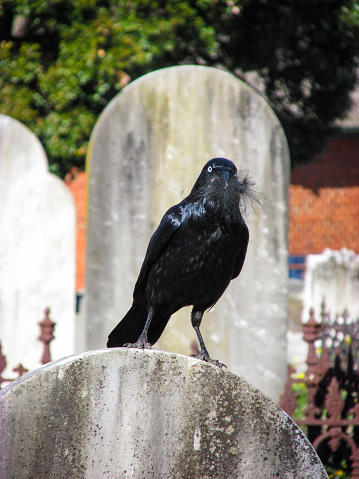 A crow with some fluffs on its beak perches on a tombstone in Cheltenham Pioneer Cemetery. A native bird but a pest to farmers as they damage crops. This species is distributed across Australia.