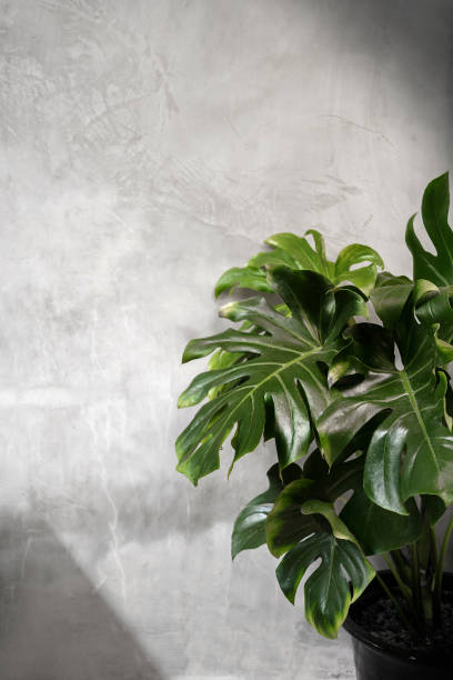 istock light from window over Monstera deliciosa houseplant on the concrete wall- text space 1307662557