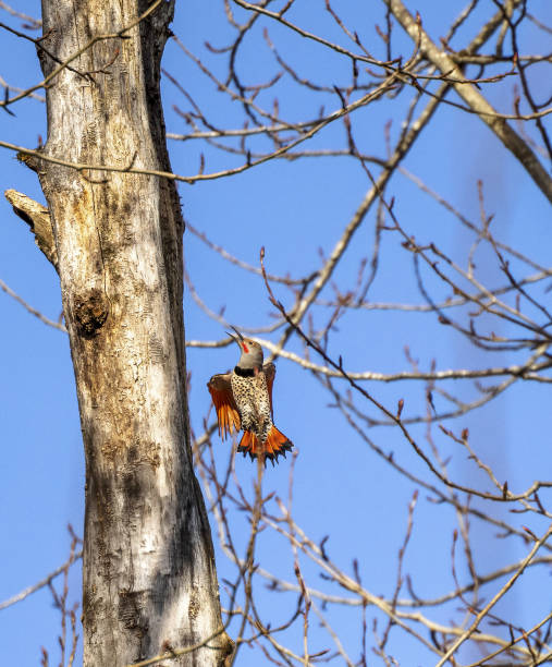 istock Stunning Northern Flicker woodpecker (Colaptes auratus) flying up along tree 1307662889
