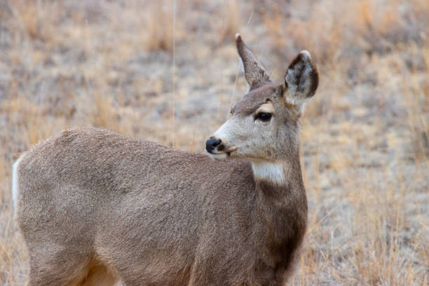 istock Mule Deer by the South Platte River 1307664230