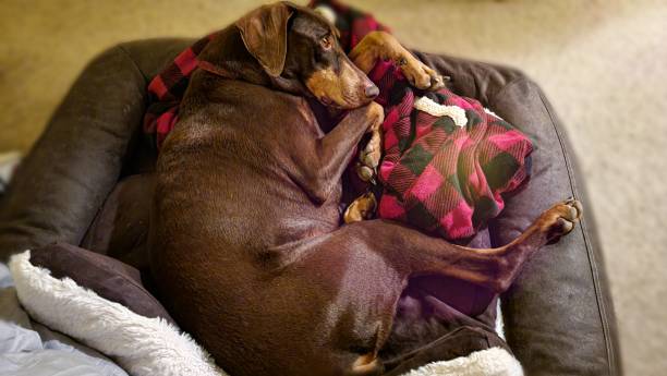 istock Dog on a cozy night 1307666793