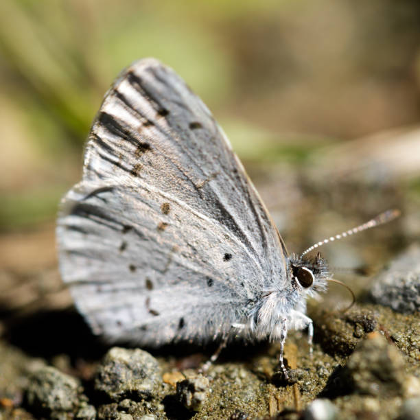 istock Echo azure butterfly sun bathing on dirt trail 1307667740