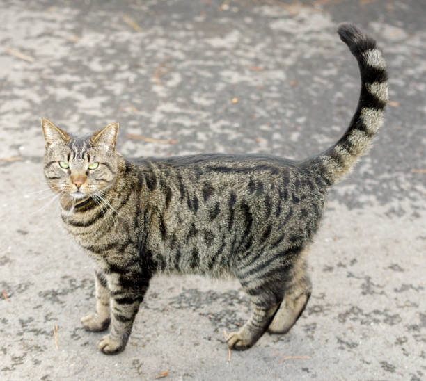 istock Domestic Cat Looking Up at Camera and Meowing for Attention 1307669944